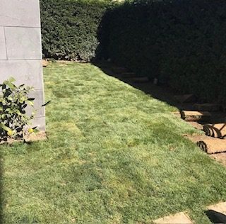İstinye Minimalist Bahçe ve Yeşil Çit Uygulaması
