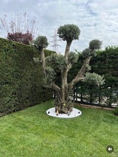 Arnavutköy Gölpark Villaları Havuz Çevresi Rulo Çim ve Peyzaj